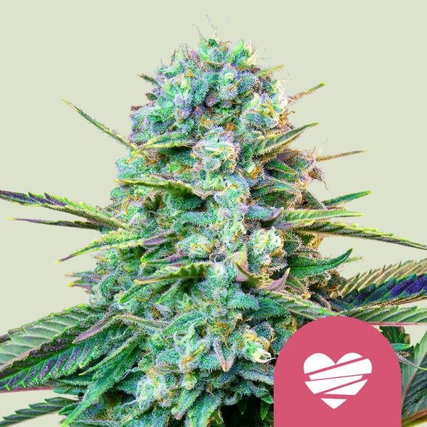 Wedding Crasher (Royal Queen Seeds) feminizowane