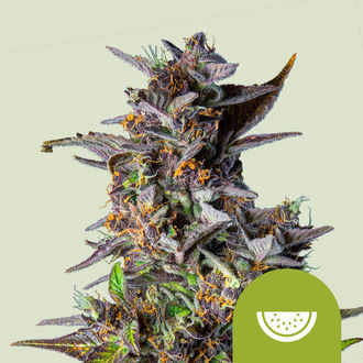 Watermelon Automat (Royal Queen Seeds) feminizowane