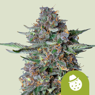Do-Si-Dos Automat (Royal Queen Seeds) feminizowane