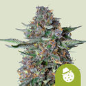 Do-Si-Dos Automat (Royal Queen Seeds) feminizowane