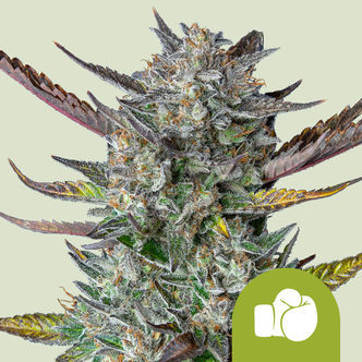 Purple Punch Automat (Royal Queen Seeds) feminizowane
