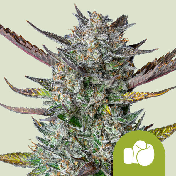 Purple Punch Automat (Royal Queen Seeds) feminizowane