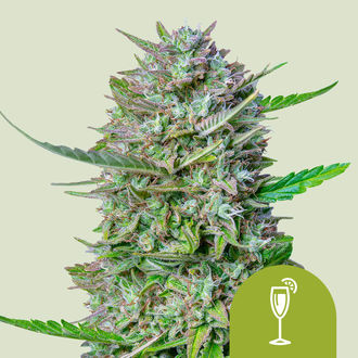 Mimosa Automat (Royal Queen Seeds) feminizowane