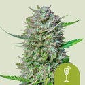 Mimosa Automat (Royal Queen Seeds) feminizowane