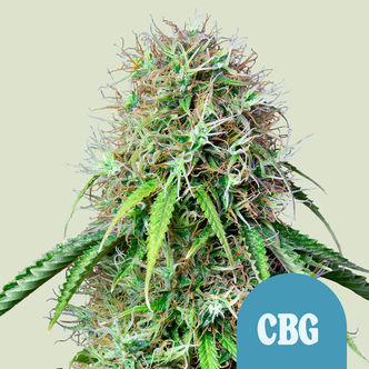 Royal CBG Automat (Royal Queen Seeds) feminizowane