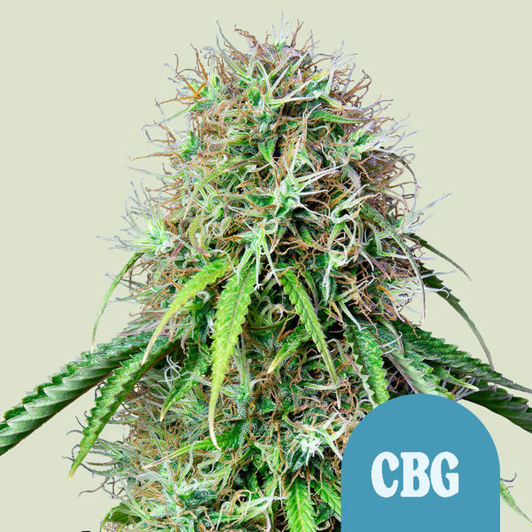 Royal CBG Automat (Royal Queen Seeds) feminizowane