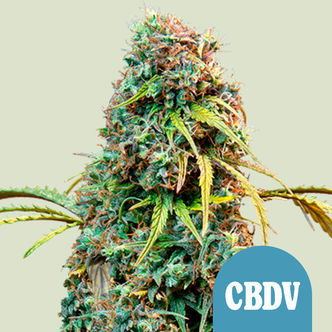 Royal CBDV Automat (Royal Queen Seeds) feminizowane