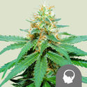 Amnesia Haze (Royal Queen Seeds) regularne