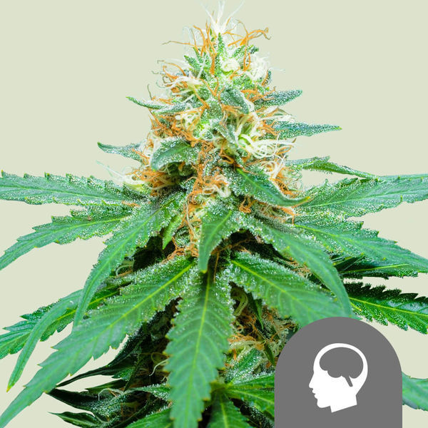 Amnesia Haze (Royal Queen Seeds) regularne