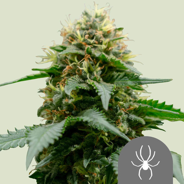 White Widow (Royal Queen Seeds) regularne