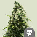 Skunk XL (Royal Queen Seeds) regularne