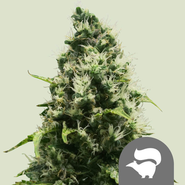 Skunk XL (Royal Queen Seeds) regularne