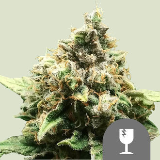 Critical (Royal Queen Seeds) regularne
