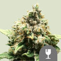 Critical (Royal Queen Seeds) regularne
