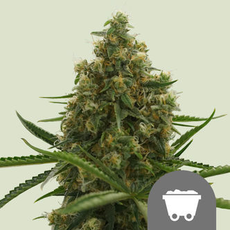 Shining Silver Haze (Royal Queen Seeds) regularne