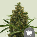 Shining Silver Haze (Royal Queen Seeds) regularne