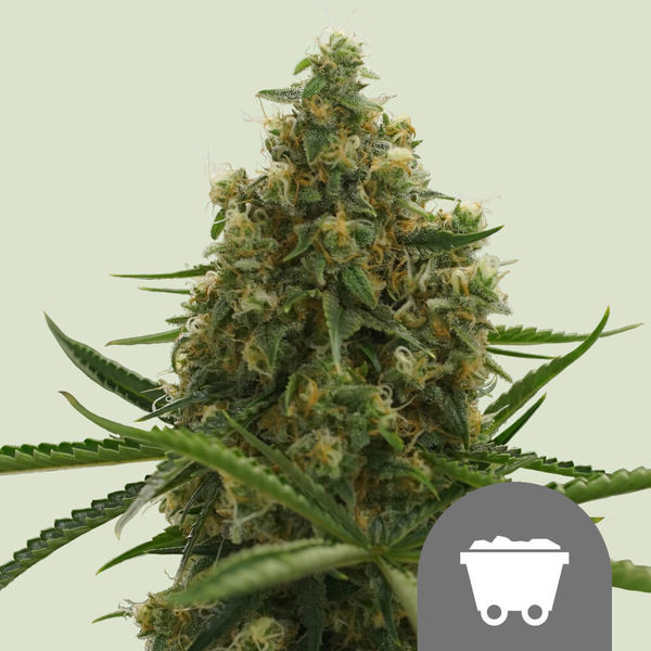Shining Silver Haze (Royal Queen Seeds) regularne