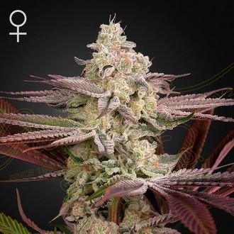 Chemical Bride (Greenhouse Seeds) feminizowane