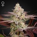 Chemical Bride (Greenhouse Seeds) feminizowane