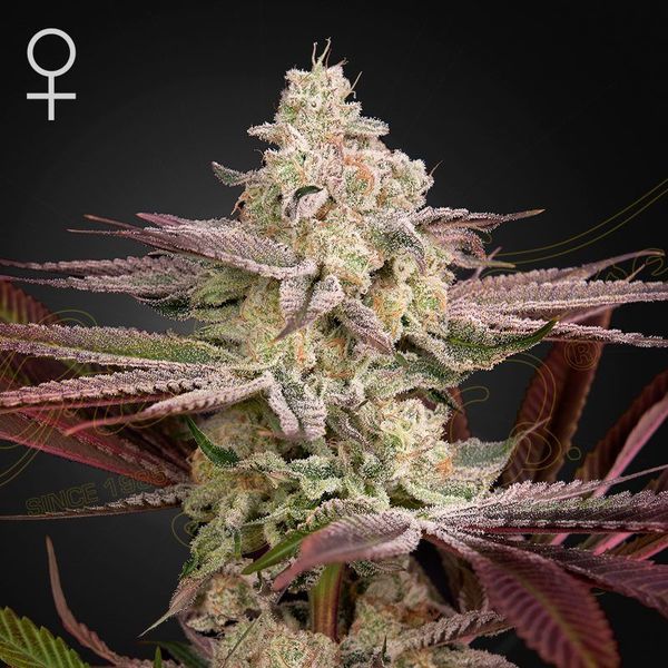 Chemical Bride (Greenhouse Seeds) feminizowane
