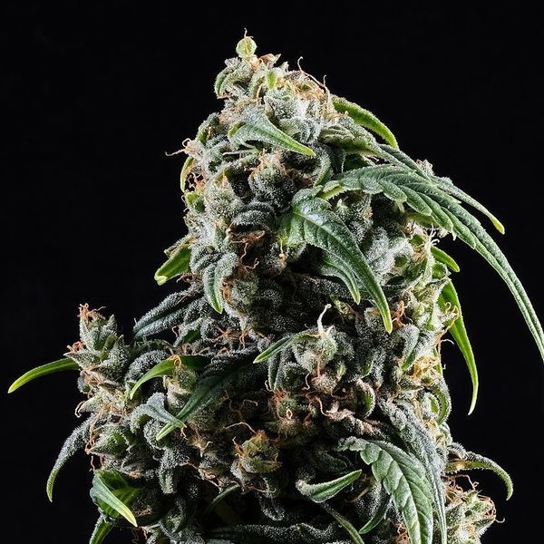 CBDV Auto (Kannabia) feminizowane