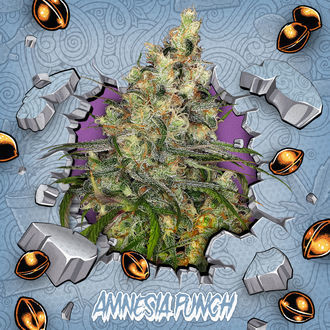 Amnesia Punch (Ripper Seeds x Zamnesia) feminizowane