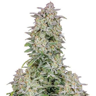 Forbidden Runtz Automat (FastBuds) feminizowane