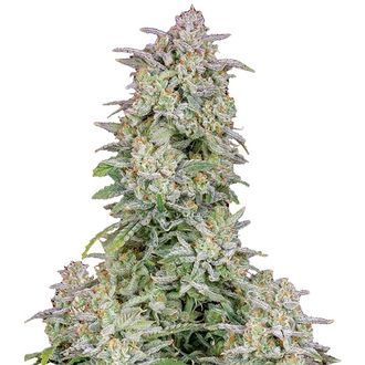 Forbidden Runtz Automat (FastBuds) feminizowane