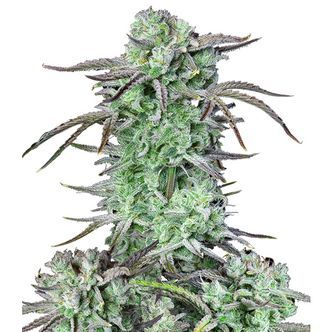 Strawberry Banana Automat (FastBuds) feminizowane