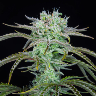 Strawberry Banana Automat (FastBuds) feminizowane
