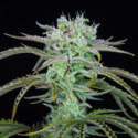 Strawberry Banana Automat (FastBuds) feminizowane