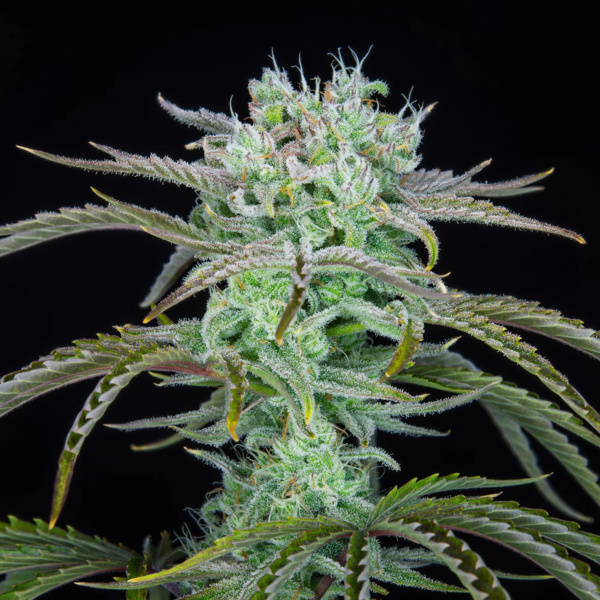 Strawberry Banana Automat (FastBuds) feminizowane