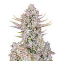 Purple Punch Automat (FastBuds) feminizowane