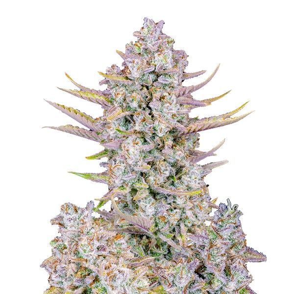Purple Punch Automat (FastBuds) feminizowane