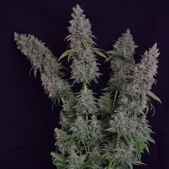 Octane Fire (Growers Choice) feminizowane