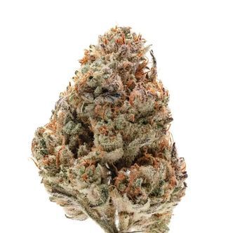Octane Fire (Growers Choice) feminizowane