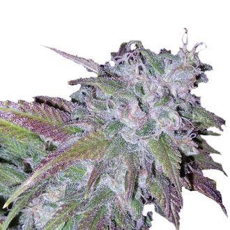 Silvergrape Sherbet (Growers Choice) feminizowane