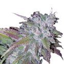 Silvergrape Sherbet (Growers Choice) feminizowane