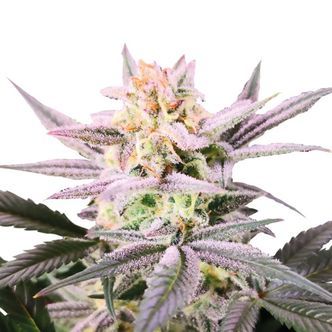 Watermelon Weddingcake (Growers Choice) feminizowane