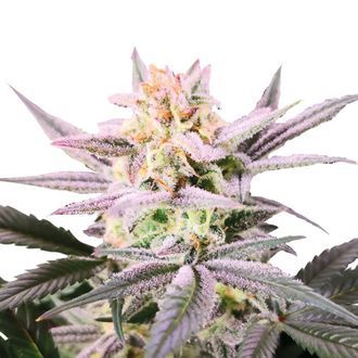 Watermelon Weddingcake (Growers Choice) feminizowane