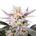 Watermelon Weddingcake (Growers Choice) feminizowane