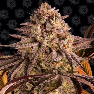 Blue Sunset Sherbert (Barney's Farm) nasiona marihuany feminizowane