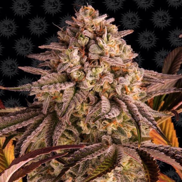 Blue Sunset Sherbert (Barney's Farm) nasiona marihuany feminizowane