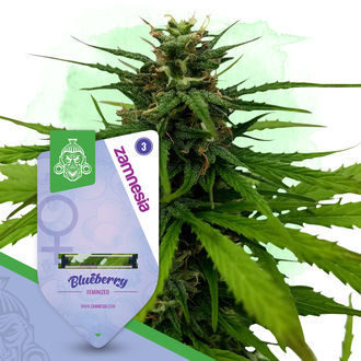 Blueberry (Zamnesia Seeds) feminizowane