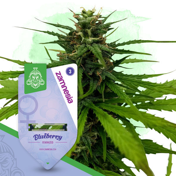 Blueberry (Zamnesia Seeds) feminizowane