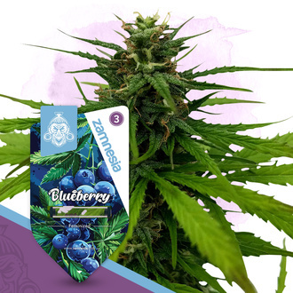 Blueberry (Zamnesia Seeds) feminizowane