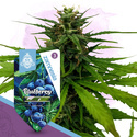 Blueberry (Zamnesia Seeds) feminizowane