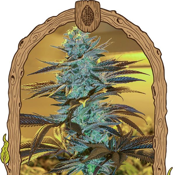 Purple Monkey Automat (Exotic Seed) Nasiona feminizowane