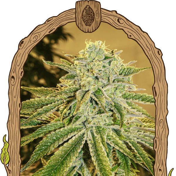 White Banana Automat (Exotic Seed) Feminizowane