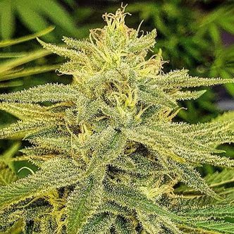 Lord Kush (Delicious Seeds) Feminizowane